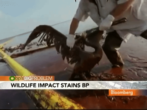 BP Oil Spill Pelican
